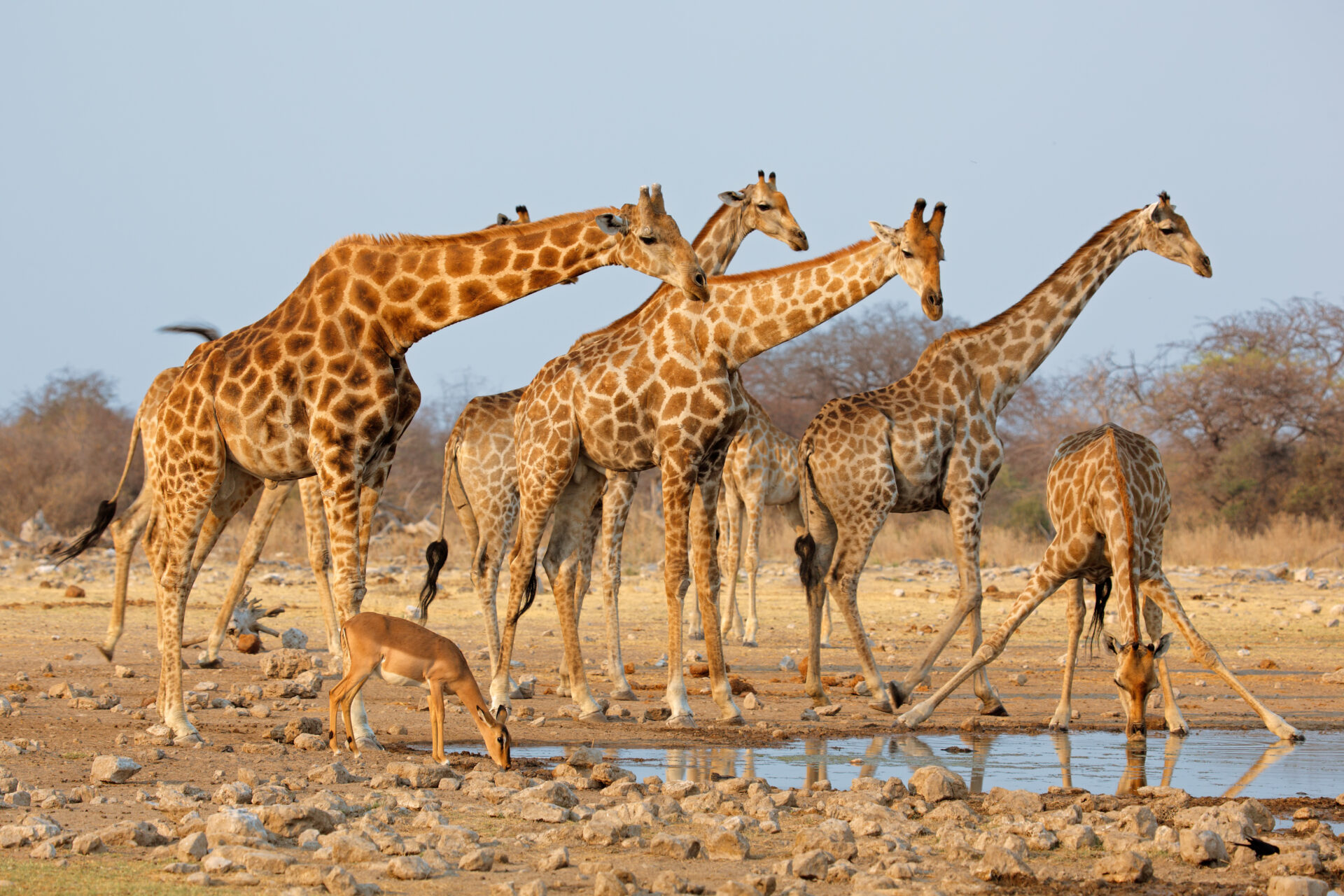 Namibie - Jempi Reizen (26)